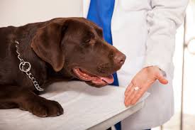 Diazepam for Dogs​